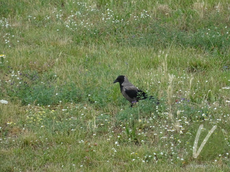 Nebelkrähe: Übersicht